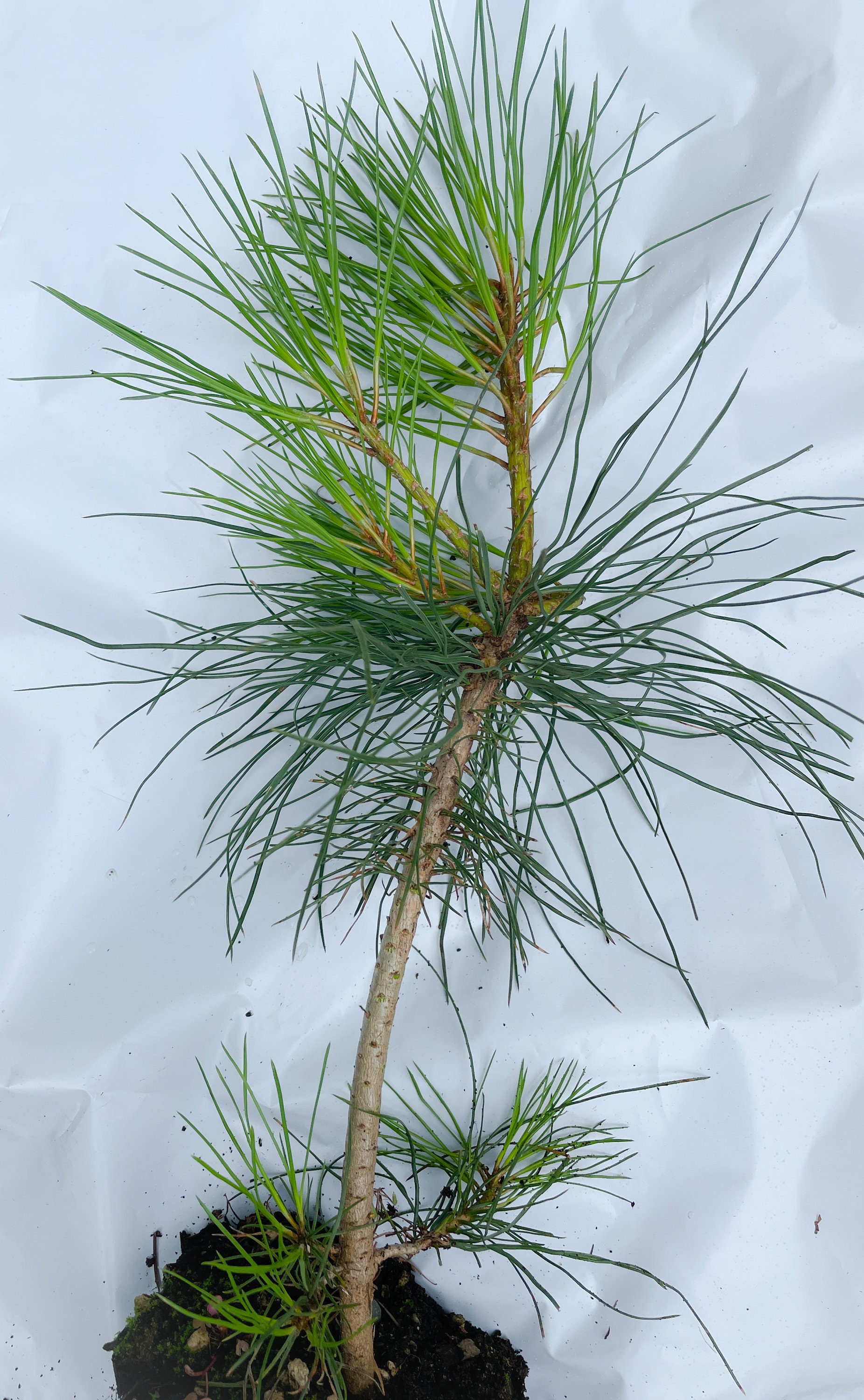 2 Foot Ponderosa Pine Tree Seedling / Sapling picture photo