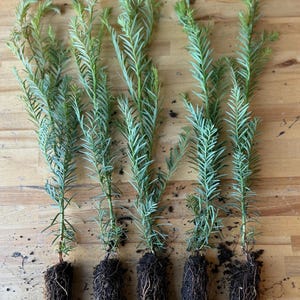 5 Coast Redwood Tree Seedlings: Native, Fast Growing, Habitat