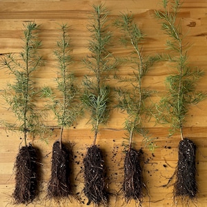 5 Douglas Fir Tree Seedlings-  Native, Fast Growing, Animal Habitat (5 Conifir Trees, Average 1 Foot Tall)