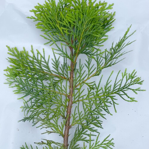 Cedar Tree 2 Foot Seedling / Saplingincense Cedar Etsy
