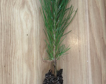 Ponderosa Pine Tree Seedling 10”-1’