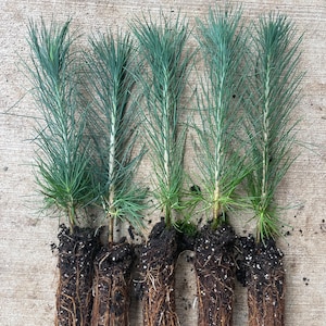 5 Ponderosa Pine Tree Seedlings (approximately 1’ - 1.5’)- Native, Fast Growing, Animal Habitat