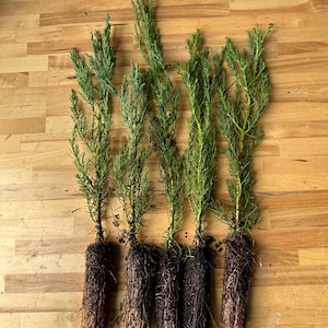 5 Live Giant Sequoia Tree Sapling (Approx. 1’ - 1.5’ Tall)- Nature’s Giant in Your Backyard