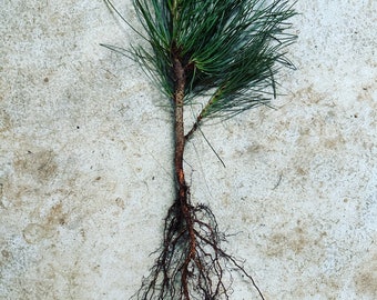 Ponderosa Pine Tree Seedlings
