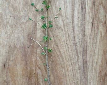 Japanese Larch Tree Seedlings aprox 1 foot in height