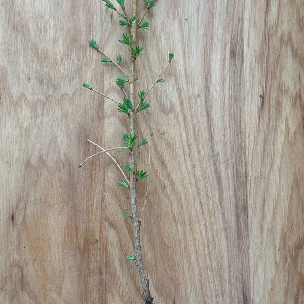 Japanese Larch Tree Seedlings aprox 1 foot in height