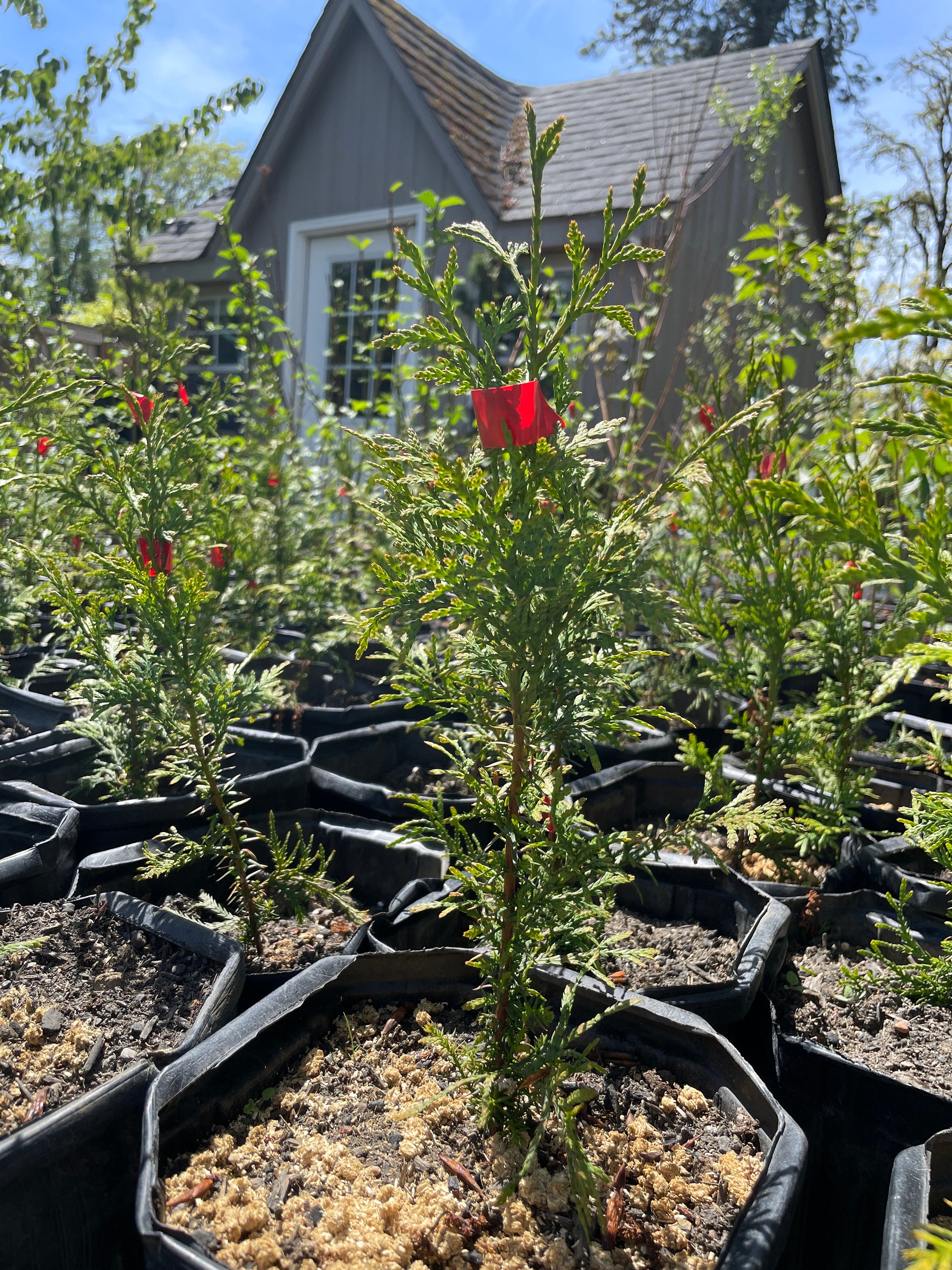 Western Red Cedar tree seedling Etsy