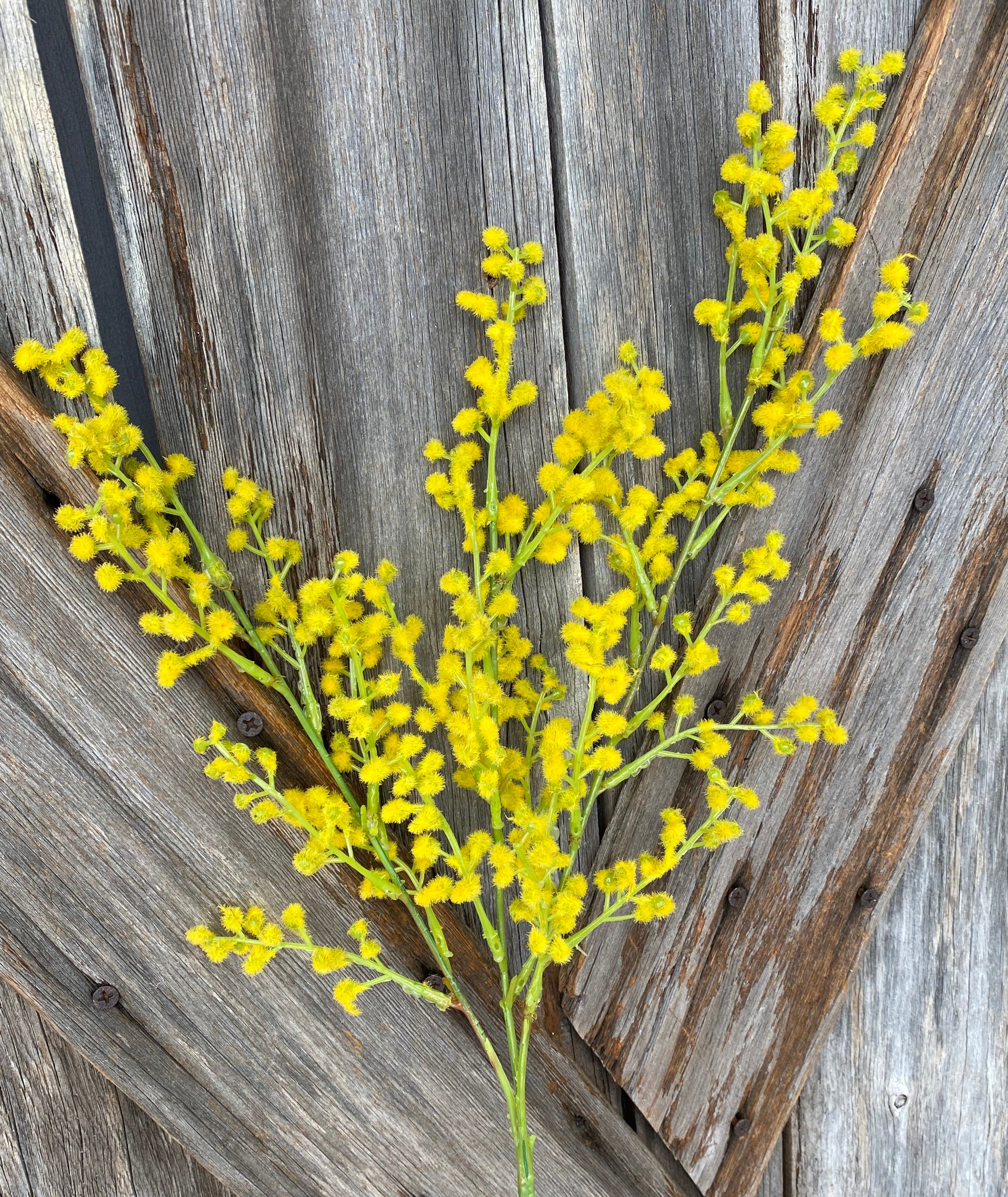Mimosa Yellow Spray 1 Stems
