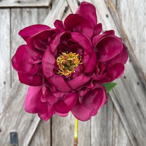 May include: A deep magenta peony flower with multiple layers of ruffled petals surrounding a central cluster of bright yellow stamens. The flower is attached to a thin green stem that transitions into a textured brown base at the bottom of the image.