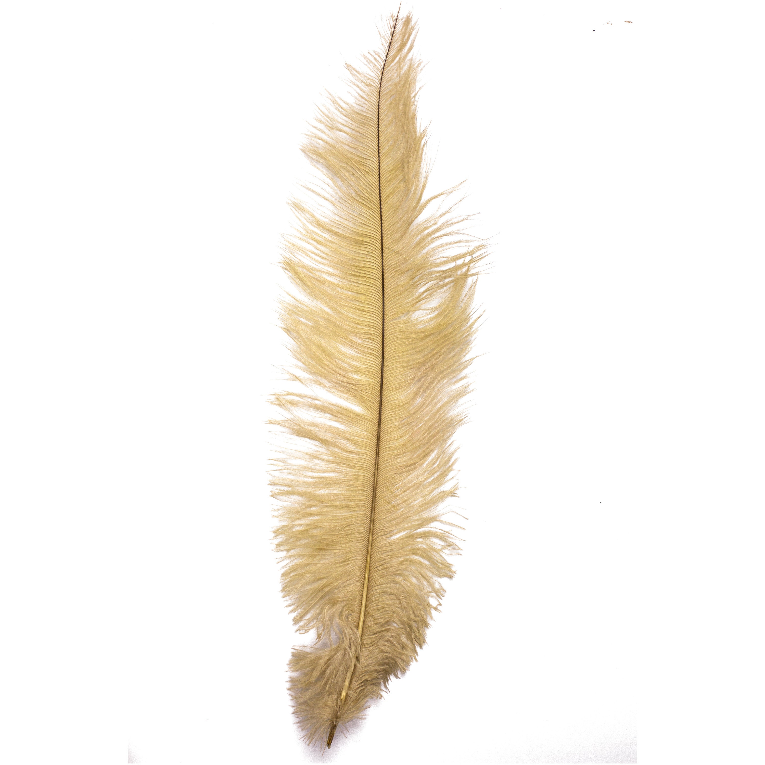 Single Peacock Feather 5-7 Choose Length 