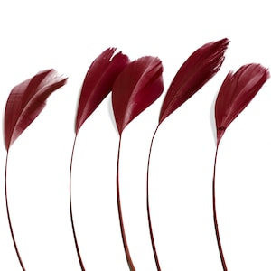 May include: Five maroon feathers against a white background.