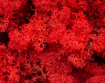 Red - Moss - Norwegian Reindeer - Natural Preserved - Choose Amount