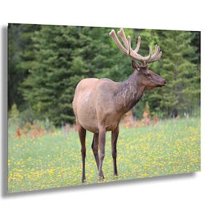 May include: A majestic elk with large antlers stands in a field of yellow wildflowers. The elk has a brown coat and dark legs, with a backdrop of green trees. The image is a nature photograph.
