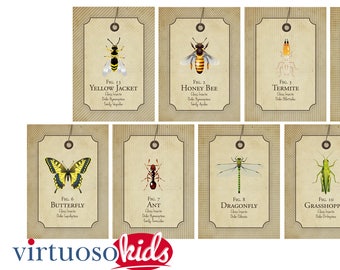 INSECT Educational Insect Scientific Name Banner - you print