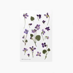 Appree Korea - Adesivos de flores prensadas - Violeta da Manchúria