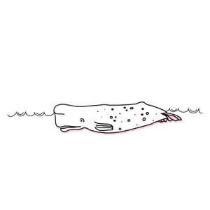 Peut inclure: Illustration en noir et blanc d'un cachalot nageant dans l'oc&eacute;an. La baleine a un contour rose et des taches sur son corps. L'eau est repr&eacute;sent&eacute;e par de simples lignes ondul&eacute;es.