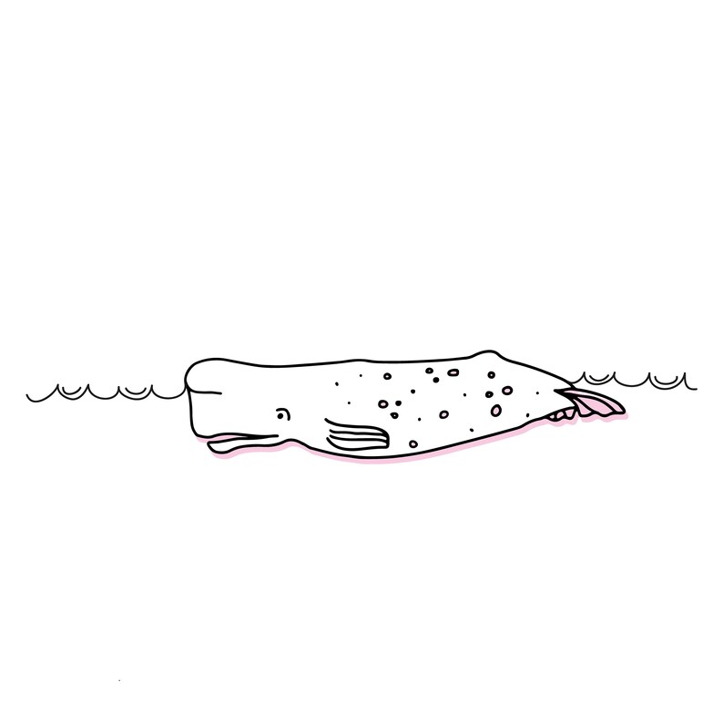 Peut inclure: Illustration en noir et blanc d'un cachalot nageant dans l'oc&eacute;an. La baleine a un contour rose et des taches sur son corps. L'eau est repr&eacute;sent&eacute;e par de simples lignes ondul&eacute;es.