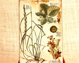 Botanical decor | Etsy