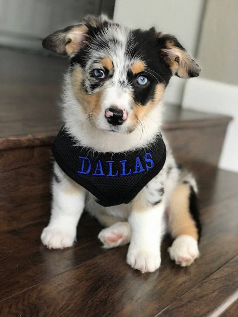 S-XL only Add a Phone Number to your Personalized Custom Embroidered harness back shoulder This is not a listing for the harness itself