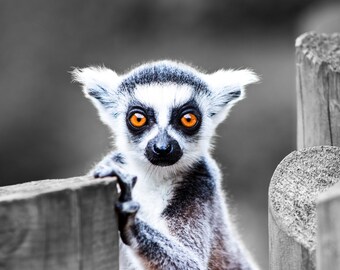 King Julien Poster Etsy