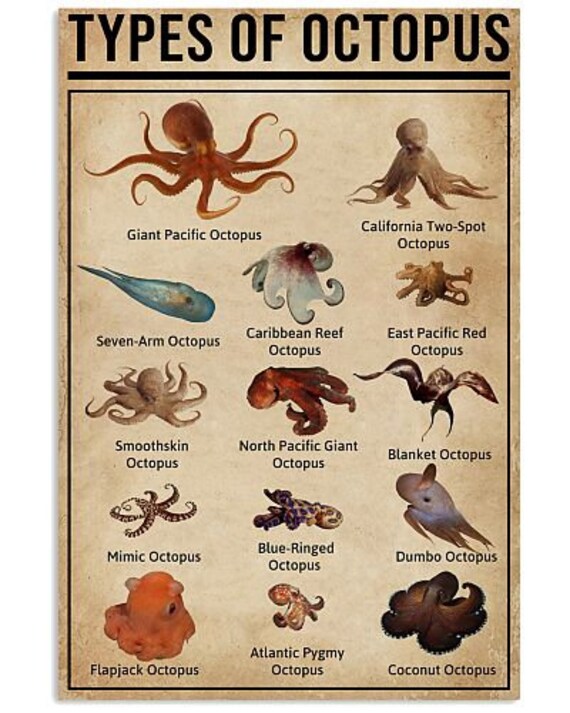 Types Of Octopus Vertical Poster Vintage Poster Wall Decor Etsy