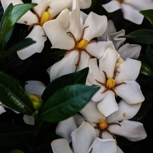 Milk Oolong Gardenia. solid perfume from handmade extraits and enfleurage. all natural, organic, handmade. Wild Veil fragrance. March 2025