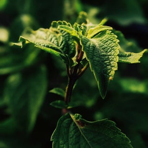 Doppelgänger. botanical cologne. spicy, green, fresh scent. bitter orange blossoms, wet grass, cut herbs, oakmoss, geranium. Dec. 2022