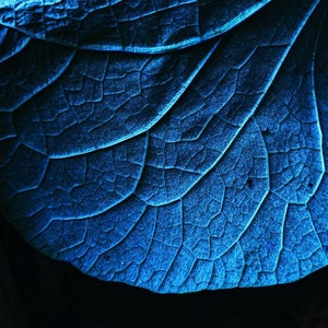 May include: A close-up of a blue leaf with intricate veins and a textured surface.