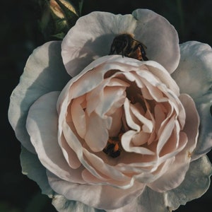 Hollow Sow. solid perfume from enfleurage. mint, honey dates, raw cacao, orange blossoms, roses, theobroma, animalic musk. December 2021