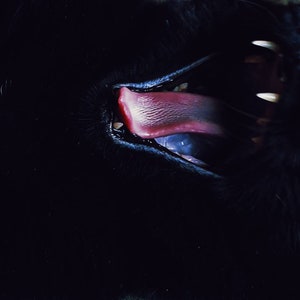 May include: A black cat with its mouth open wide, showing its teeth and tongue. The cat's tongue is pink and its eyes are closed.