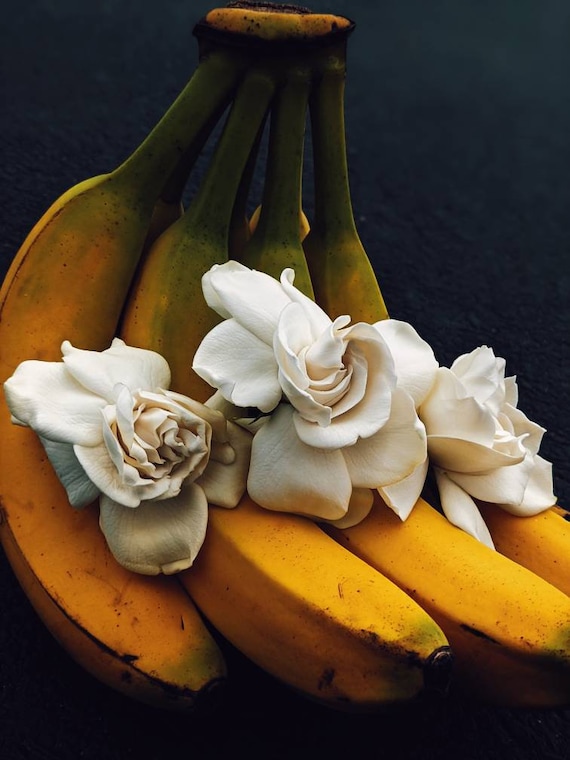 Buy Banana Cream Flower. Natural Perfume. Banana Pudding Gardenia