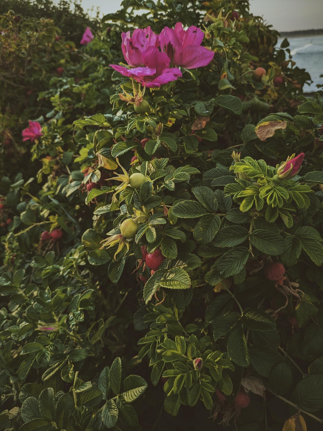 Islander Designs Roses Hd Island Roses. Natural Perfume. Maine Beach Roses (rosa Rugosa, Japanese ...