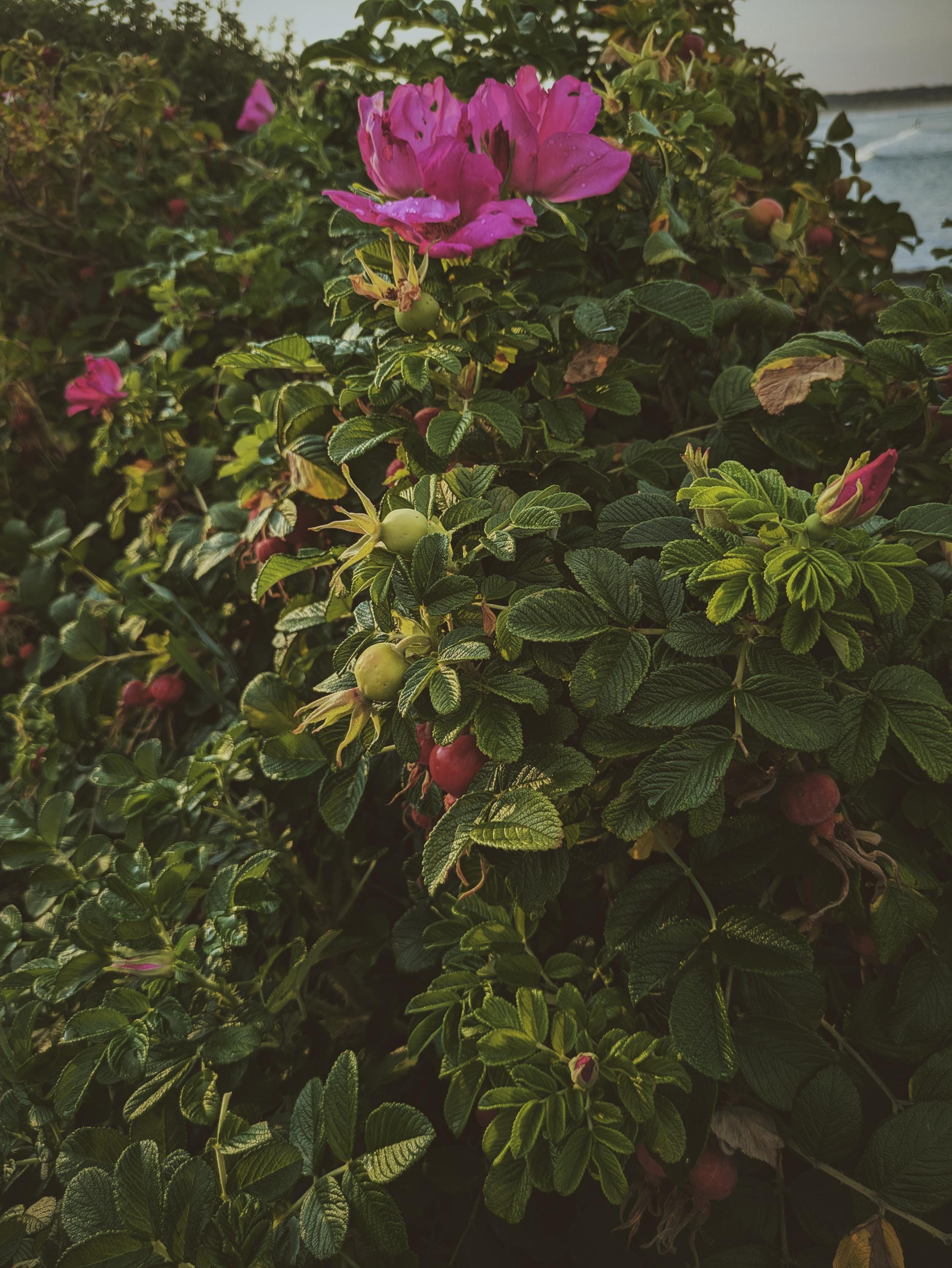 Island Roses. Natural Perfume. Maine Beach Roses (rosa Rugosa, Japanese ...