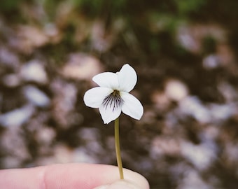 Soliflore de violetas blancas. Edición limitada de una sola nota de violetas silvestres blandas y pallens, con enfleurage artesanal. 50 unidades disponibles. Noviembre de 2025.