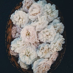 Winter Cameo. natural perfume. Gallic rose in a carved white amber compact. December 2022