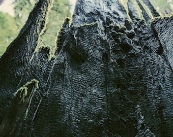 Moss Northwest. natural perfume. giant ferns, moss, fungi, ocean. usnea, mushroom umbrellas, emerald carpet spores, earth anemone. Nov 2023