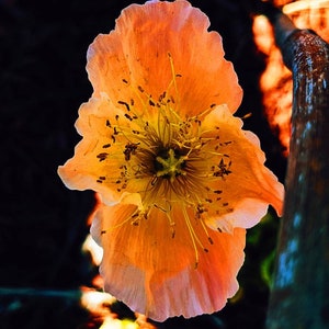May include: A single, delicate, peach-colored poppy flower with a yellow center and dark brown pollen. The flower is in focus, while the background is blurred and dark.