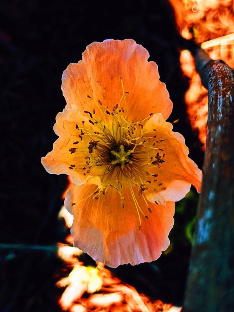 May include: A single, delicate, peach-colored poppy flower with a yellow center and dark brown pollen. The flower is in focus, while the background is blurred and dark.