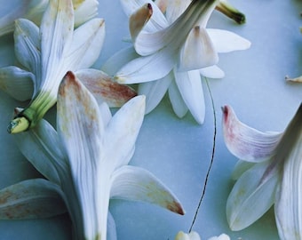 Tucano. Profumo naturale. Tuberosa, zafferano, sandalo, vetiver, cardamomo, gelsomino, fava tonka, muschio, lime, zenzero, incenso. Agosto 2024