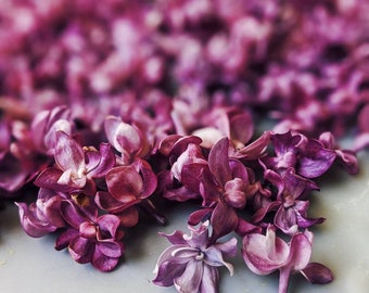 Allerleirauh. lilac enfleurage perfume. lilac enfleurage, apricot, oakmoss, rosa damascena, white cedar. vegan fairy tale scent. May 2026