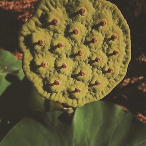 Flower Eater. natural perfume. prickly pear cactus honey, henna, orange blossom, white lotus. botanical fragrance. June 2025