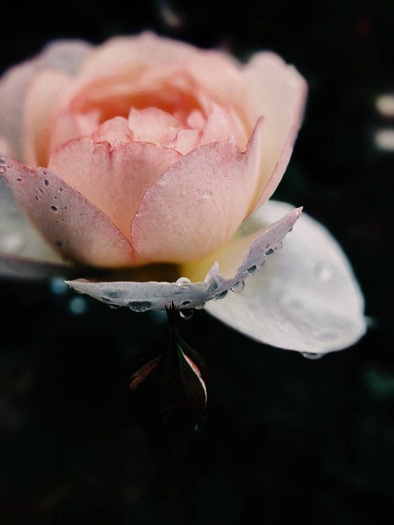 Beach rose online perfume