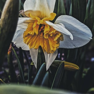 Puede incluir: Una flor de narciso blanca y amarilla con un centro amarillo. La flor está enfocada y el fondo está desenfocado.