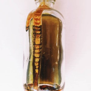 Flüsterer. botanischer Duft. veganer Bourbon Tabak Köln. unisex Naturparfum. Januar 2022