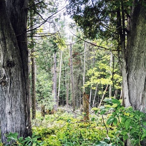 White Woods. natural perfume. woodsy vanilla. white cedarwood, madagascar vanilla, yuzu, linaloe wood. botanical scent. August 2024