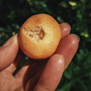 Neroli Dry. natural perfume. February 2025