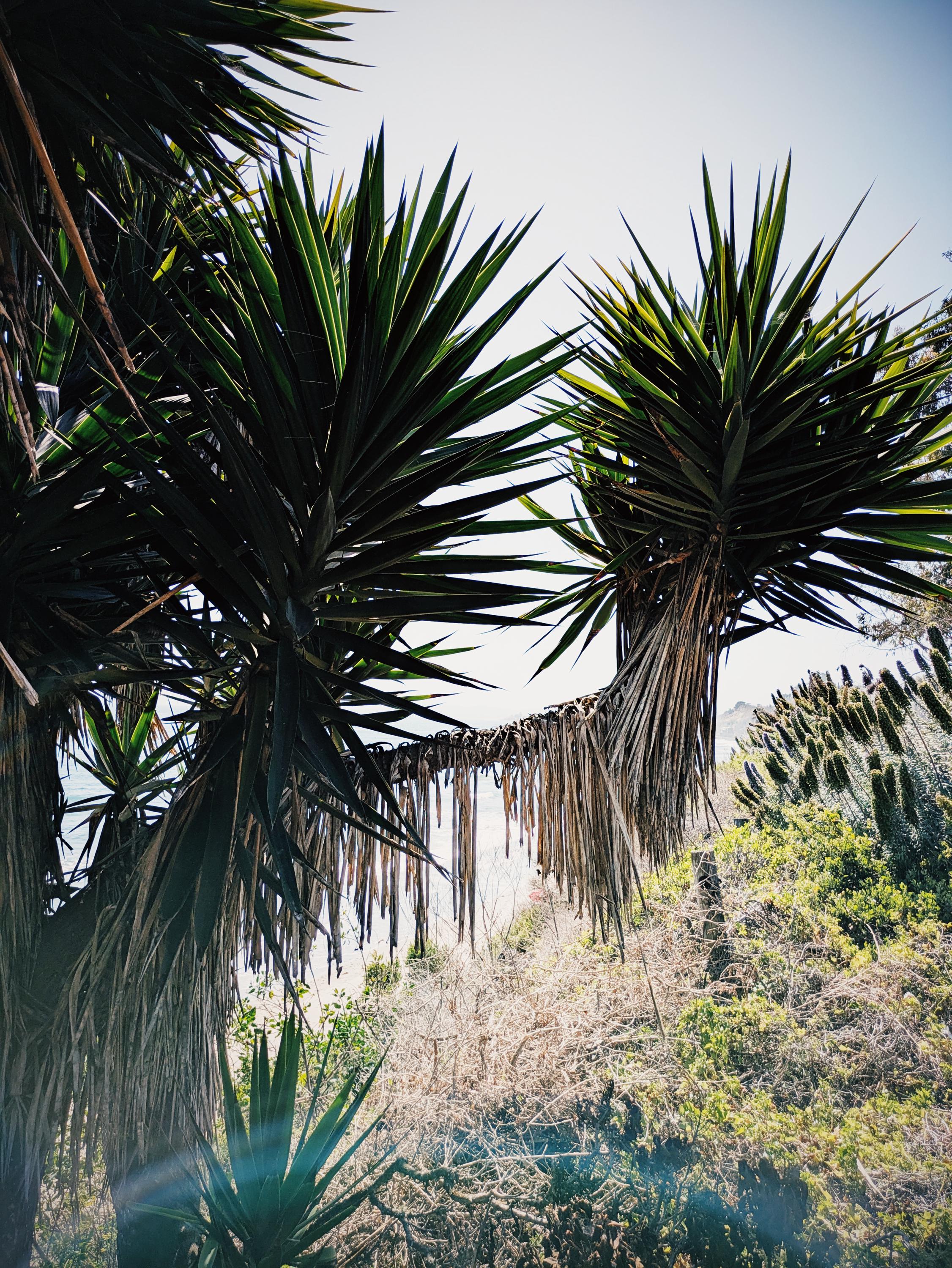 WildVeilPerfume India