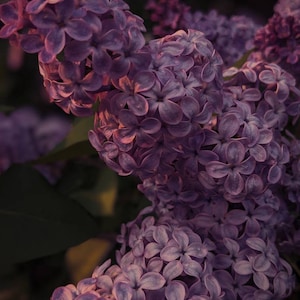 Lilac Wine. enfleurage perfume. effervescent lilac fougère. hay, tonka, sandalwood, bergamot, patchouli, vetiver. longlasting. June 2025