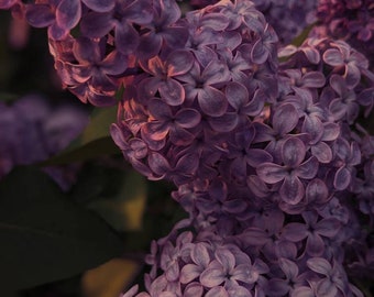 Lilac Wine. enfleurage perfume. effervescent lilac fougère. hay, tonka, sandalwood, bergamot, patchouli, vetiver. longlasting. June 2025