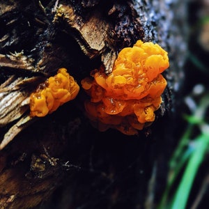 May include: Close-up of bright orange jelly fungus growing on a dark brown tree trunk. The fungus is clustered together in a rounded shape.
